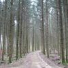 Ardennen Wald vor Rocroi